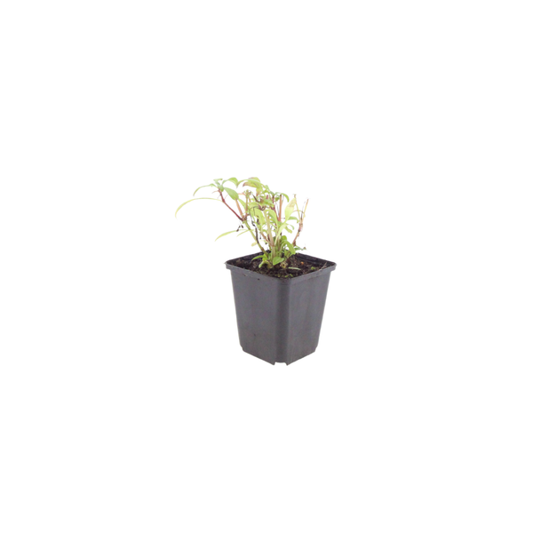 Rote Spornblume ‚Coccineus' – Centranthus ruber – Ansicht 2