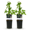 Brombeere ‚Thornfree Evergreen' – Rubus fruticosus – Ansicht 2