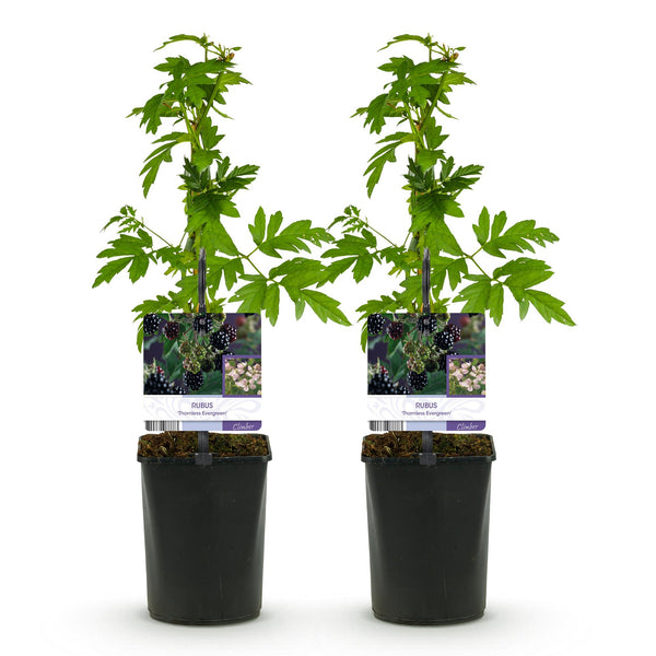 Brombeere ‚Thornfree Evergreen' – Rubus fruticosus – Ansicht 2