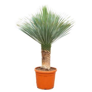 Palmlilie – Yucca rostrata