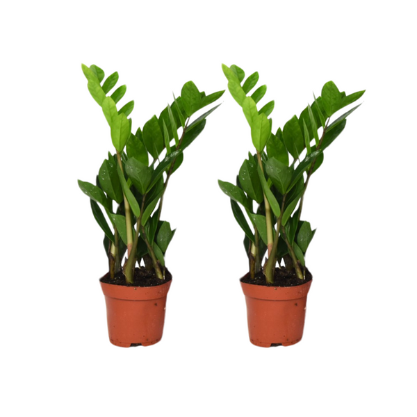 Glücksfeder – Zamioculcas zamiifolia