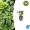 Dickmännchen – Pachysandra terminalis – 6 Stück