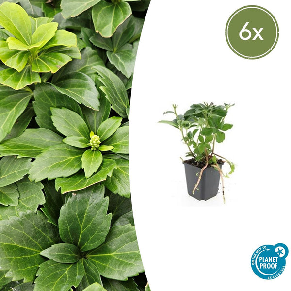 Dickmännchen – Pachysandra terminalis – 6 Stück