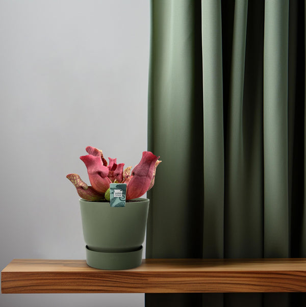 Schlauchpflanze ‚Maroon' – Sarracenia – Ansicht 6