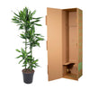 Drachenbaum ‚Cintho' – Dracaena – Ansicht 3