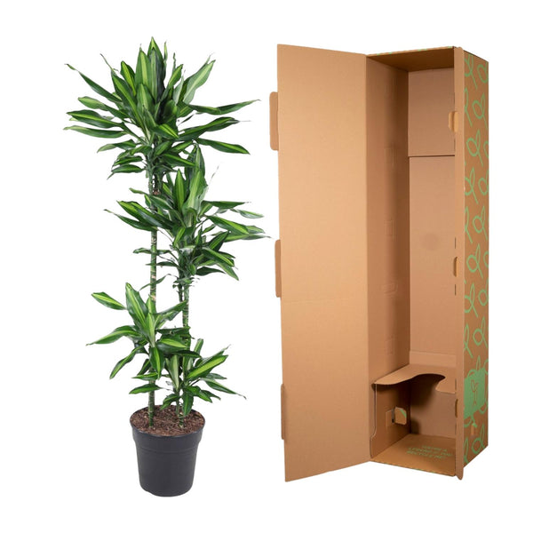 Drachenbaum ‚Cintho' – Dracaena – Ansicht 3