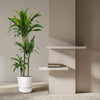 Drachenbaum ‚Janet Craig' – Dracaena fragrans – Ansicht 4