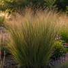 Rutenhirse ‚Rotstrahlbusch' – Panicum virgatum – Ansicht 3