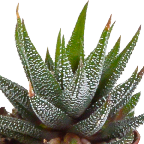 Sukkulenten-Set „Gasteria & Haworthia-Mix" – Gasterien und Haworthien – Ansicht 12