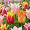 Tulpe ‚Ballade Mix' – Tulipa – 12 Stück
