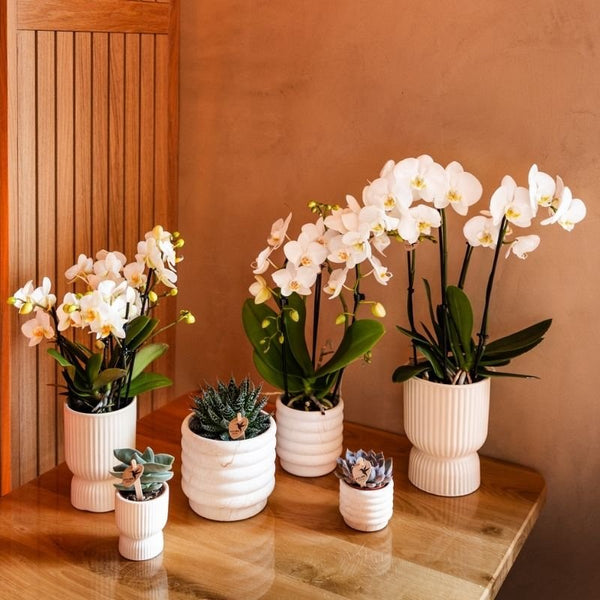 Echeveria ‚Summer' – Ansicht 6