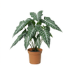 Kunstpflanze Alocasia ‚Polly'