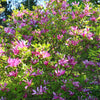 Magnolie ‚Susan' – Magnolia – Ansicht 6