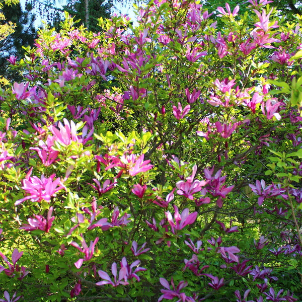 Magnolie ‚Susan' – Magnolia – Ansicht 6