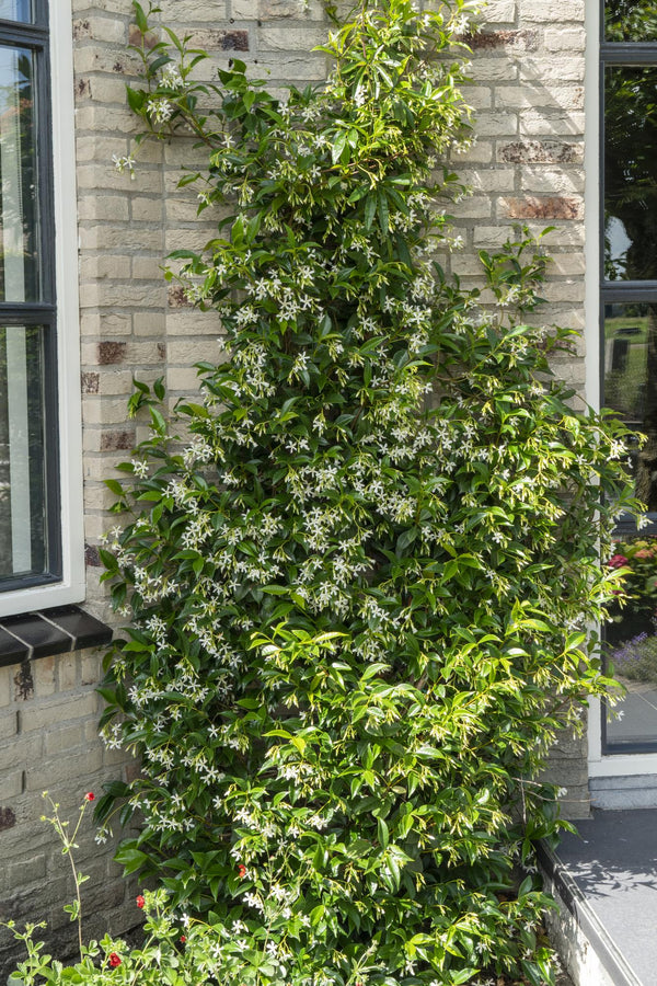 Sternjasmin ‚Star of Venice' – Trachelospermum jasminoides