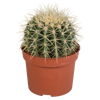 Goldkugelkaktus – Echinocactus grusonii