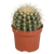 Goldkugelkaktus – Echinocactus grusonii