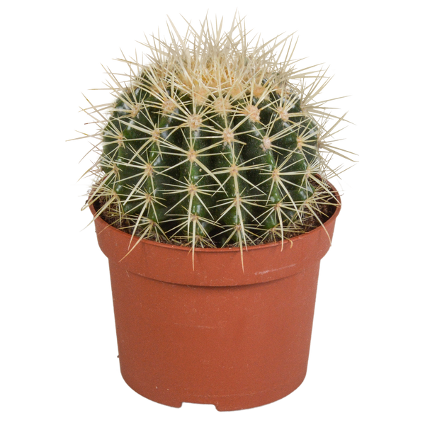 Goldkugelkaktus – Echinocactus grusonii