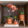 Schmetterlingsorchidee ‚Mineral Bolzano' – Phalaenopsis – Ansicht 3