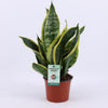 Bogenhanf ‚Futura Superba' – Sansevieria trifasciata – Ø 12 cm · 35 cm, ohne Übertopf