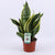 Bogenhanf ‚Futura Superba' – Sansevieria trifasciata – Ø 12 cm · 35 cm, ohne Übertopf