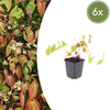 Elfenblume ‚Niveum' – Epimedium youngianum – 6 Stück
