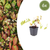 Elfenblume ‚Niveum' – Epimedium youngianum – 6 Stück