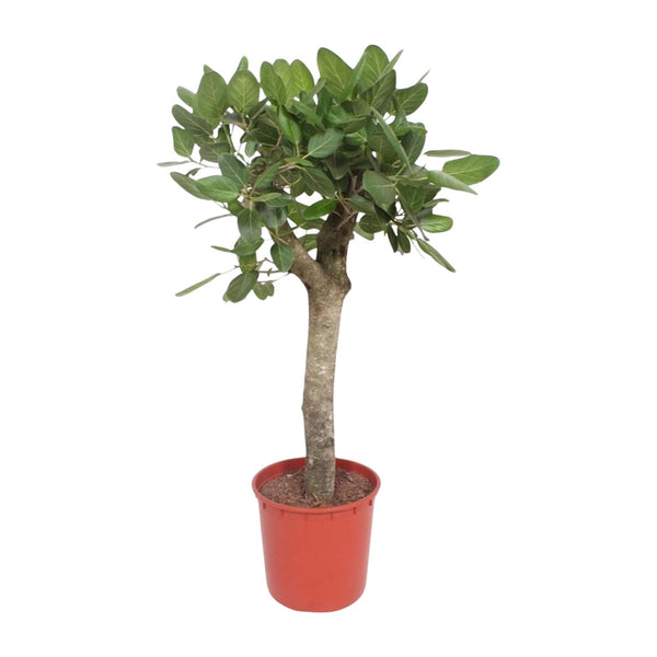 Bengalische Feige – Ficus benghalensis – Ø 30 cm · 150 cm, Stämmchen