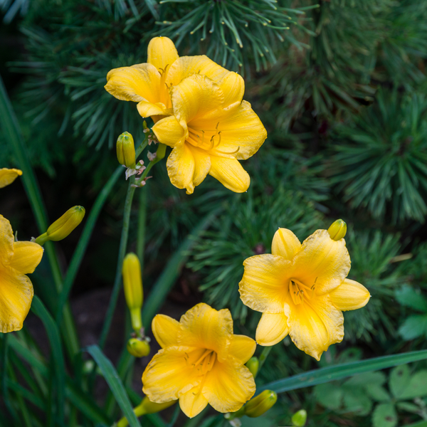 Taglilie ‚Stella de Oro' – Hemerocallis – Ansicht 7