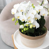 Pflanzen-Set „Dschungelstrauß" – drei Phalaenopsis ‚Amabilis' und drei Grünpflanzen – Ansicht 5