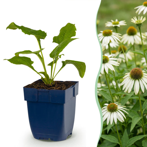 Purpur-Sonnenhut ‚Alba' – Echinacea purpurea