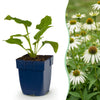 Purpur-Sonnenhut ‚Alba' – Echinacea purpurea – 1 Stück