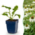 Purpur-Sonnenhut ‚Alba' – Echinacea purpurea – 1 Stück