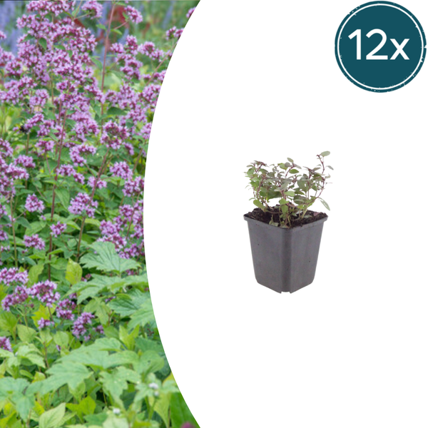 Dost ‚Herrenhausen' – Origanum laevigatum