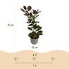 Perückenstrauch ‚Royal Purple' – Cotinus coggygria – Ansicht 3