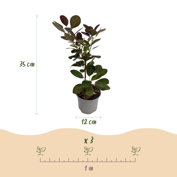 Perückenstrauch ‚Royal Purple' – Cotinus coggygria – Ansicht 3