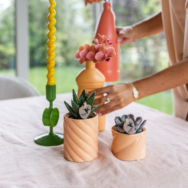 Echeveria ‚Summer' – Ansicht 12