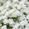Polster-Phlox ‚Maischnee' – Phlox subulata – Ansicht 5