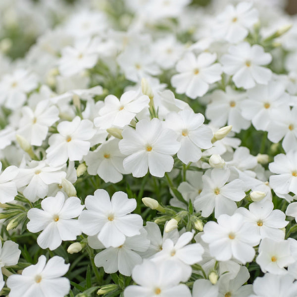 Polster-Phlox ‚Maischnee' – Phlox subulata – Ansicht 5