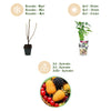 Fruitplanten - Tricolour - Rode Bes - Gele Framboos - Zwarte Braam- Winterhard - 3 Planten - Pot9cm