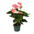 Flamingoblume ‚Sweet Dream' – Anthurium andraeanum