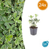 Dickmännchen ‚Variegata' – Pachysandra terminalis