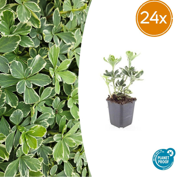 Dickmännchen ‚Variegata' – Pachysandra terminalis
