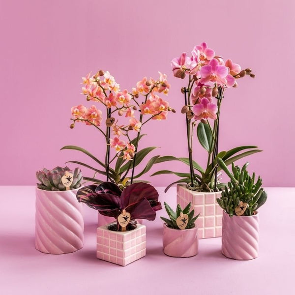 Calathea roseopicta ‚Dottie' – Ansicht 3