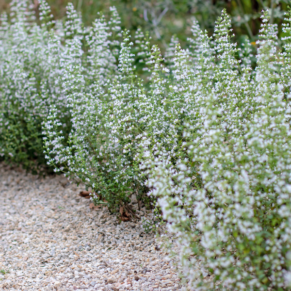Kleinblütige Bergminze – Calamintha nepeta subsp. nepeta – Ansicht 5