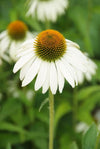 Weißer Sonnenhut ‚White Swan' – Echinacea purpurea – Ansicht 2