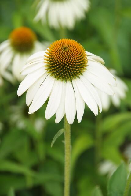 Weißer Sonnenhut ‚White Swan' – Echinacea purpurea – Ansicht 2