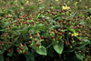 Johanniskraut – Hypericum inodorum – Ansicht 4