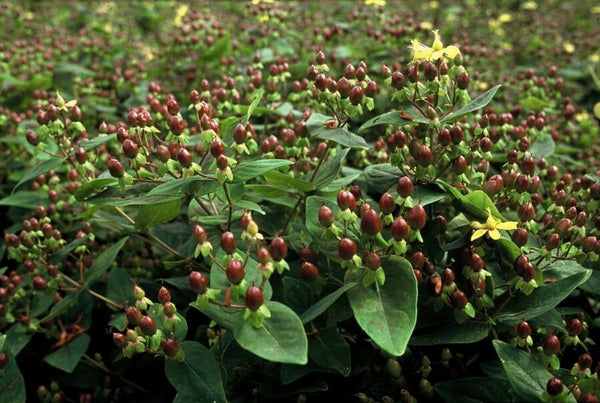 Johanniskraut – Hypericum inodorum – Ansicht 4
