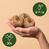 Schachbrettblume – Fritillaria meleagris – Ansicht 3